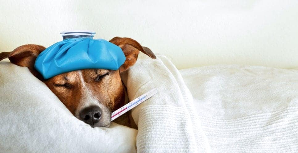 Heartworm disease | Chef's Best