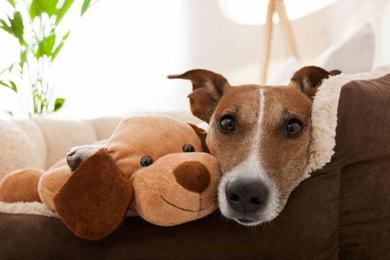 Do Dogs Need Beds? (And Can Dog Beds Improve Your Health)