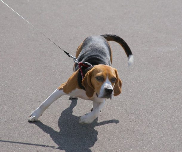 do-female-dogs-have-periods