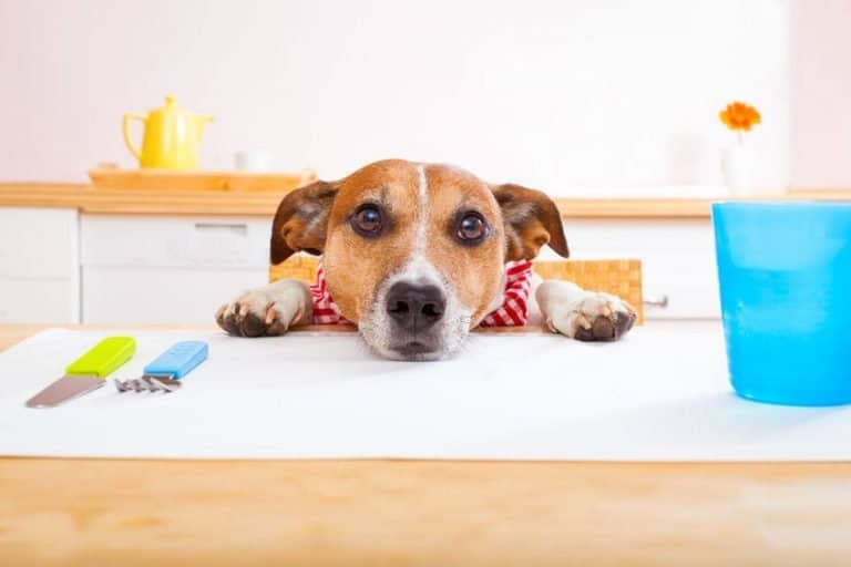 Gurgling Stomach in Dogs What Does It Mean? Dr. Marty Answers