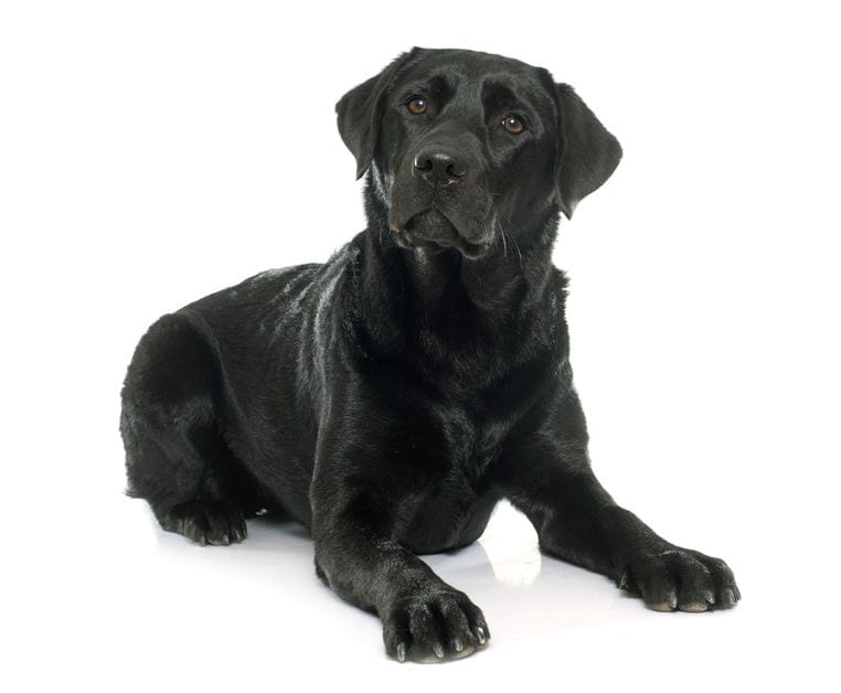Do Female Dogs Have Periods Dr Marty Answers
