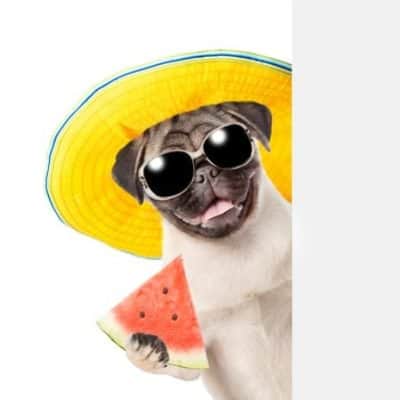 Can Dogs Eat Watermelon? (the answer may surprise you)