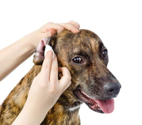 Why Do My Dog’s Ears Smell Sweet? (How to identify yeasty ears)
