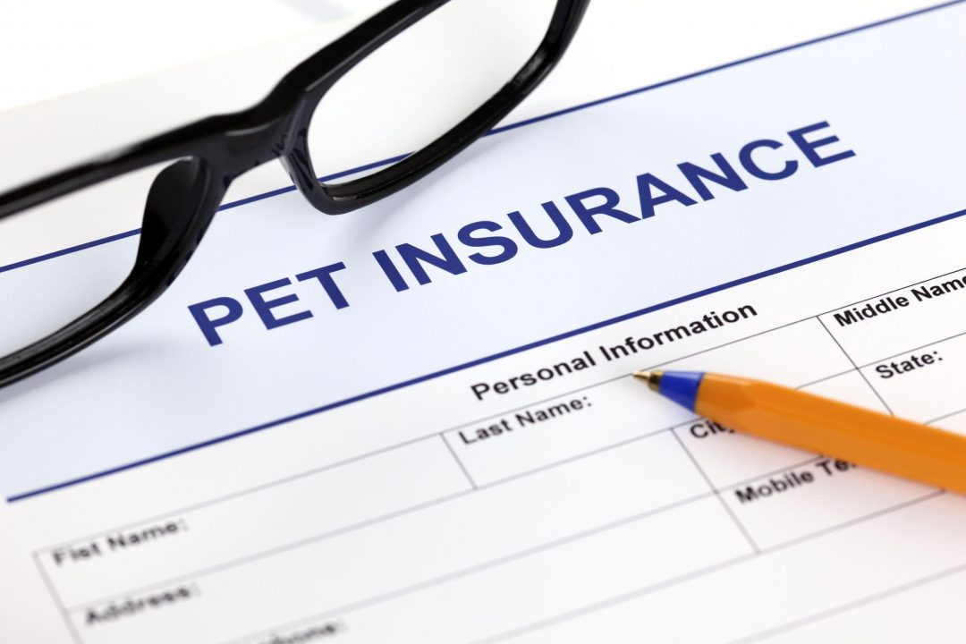 Should I Get Pet Insurance For My Dog? What You Need To Know.