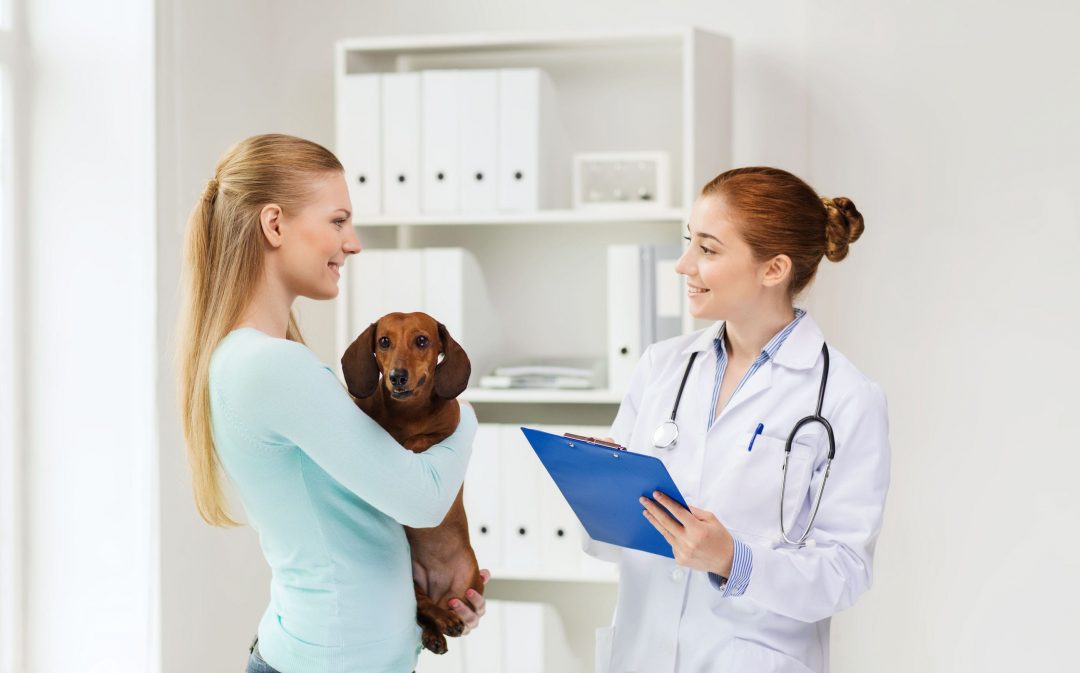 Should I Get Pet Insurance For My Dog? What You Need To Know.