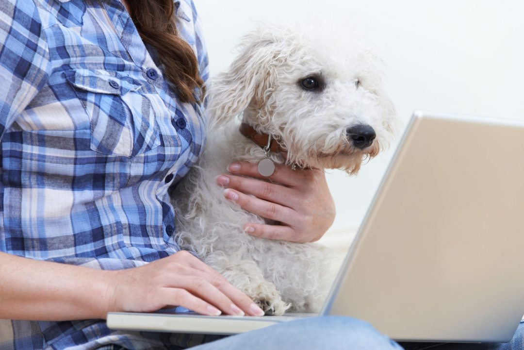 Should I Get Pet Insurance For My Dog? What You Need To Know.