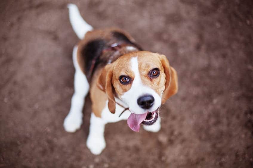 Causes of Blood in Dog Stool
