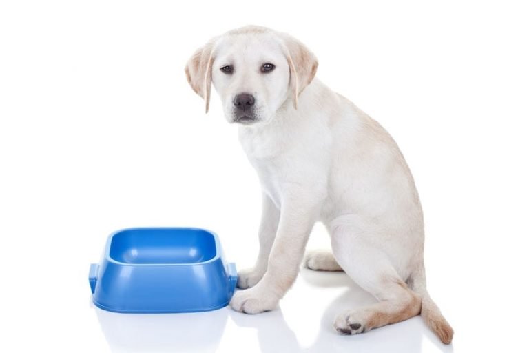 Can Dogs Eat Bananas? Should I Give Bananas to My Dog? | Dr. Marty