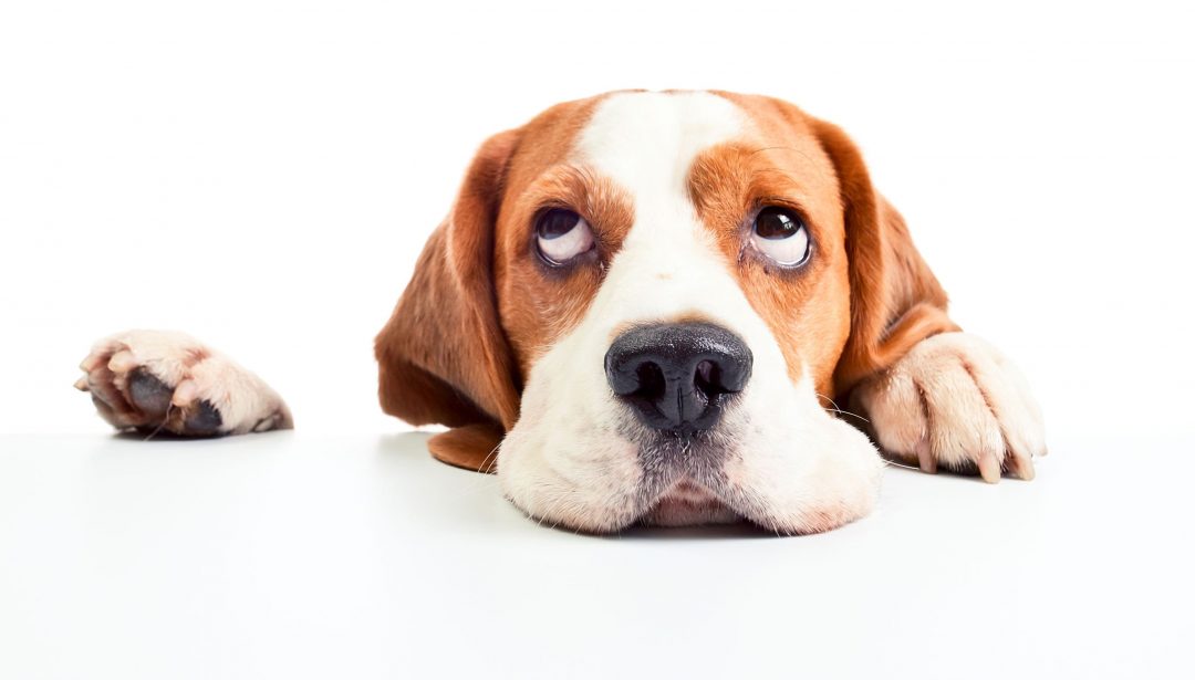 Reverse Sneezing What Causes It And How To Help Your Pup