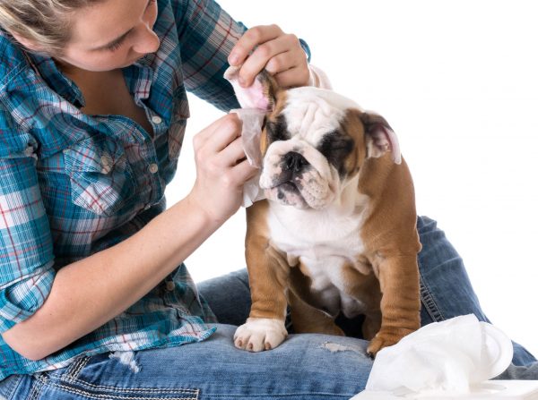 dog ear cleaning solution recipe