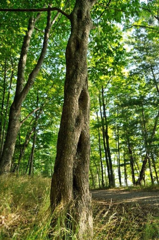 Slippery Elm For Dogs A Soothing Treatment For An Upset Tummy