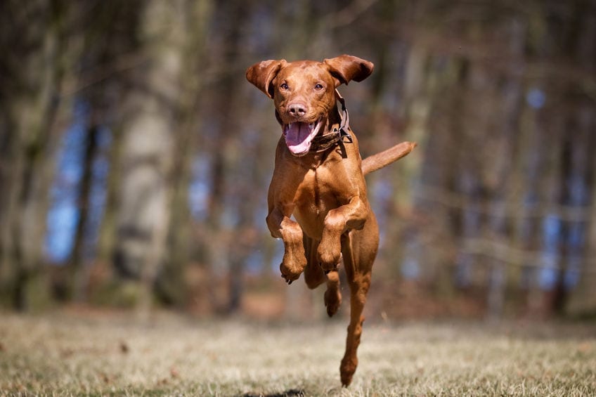How To Determine Your Dog s Age In Human Years forget The Number 7 