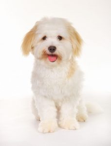 pcd wire drawing dies - pcd dies latest price