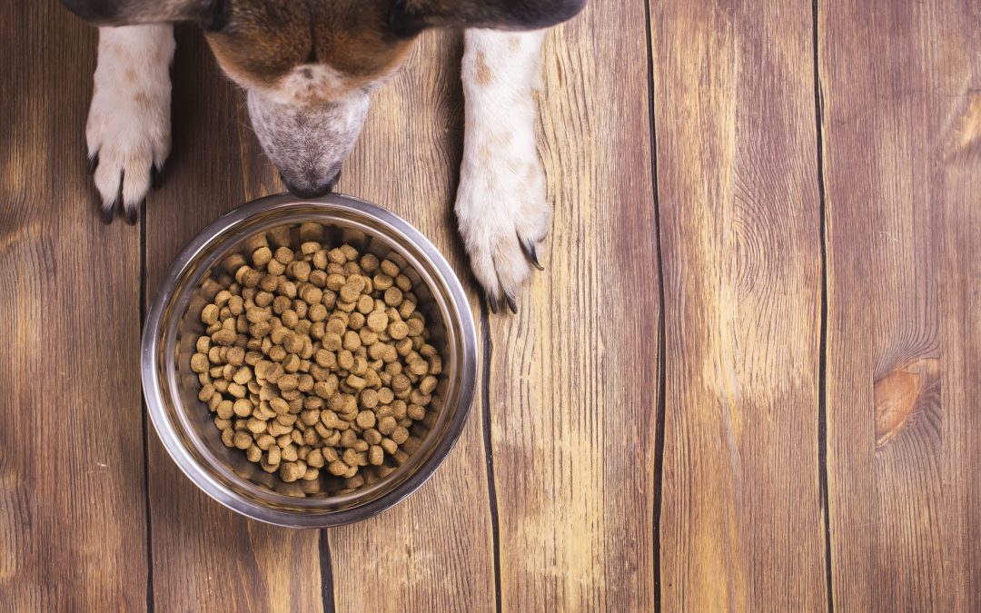 Hypoallergenic Dog Food: Is it Right for Your Pooch?