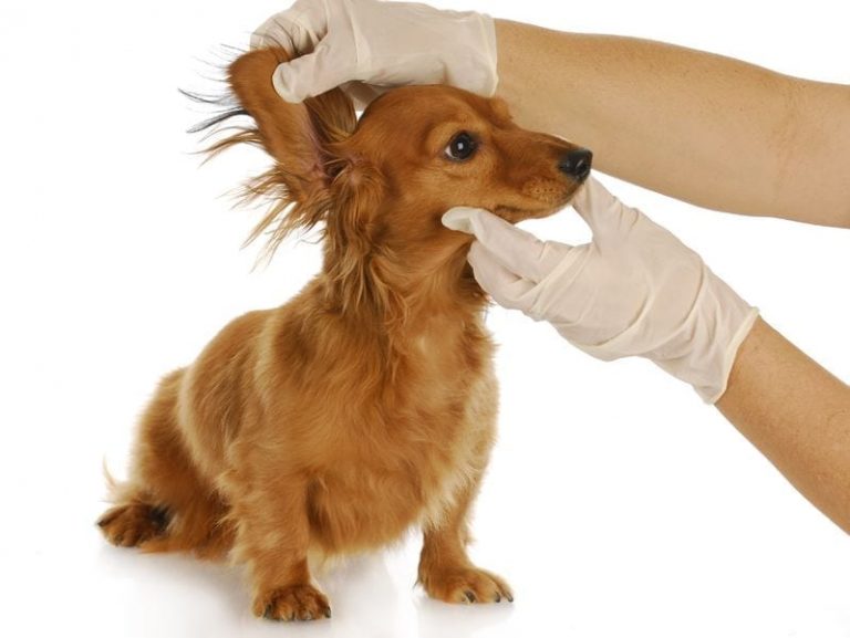 Why Does My Dog Itch? Dr. Marty Pets