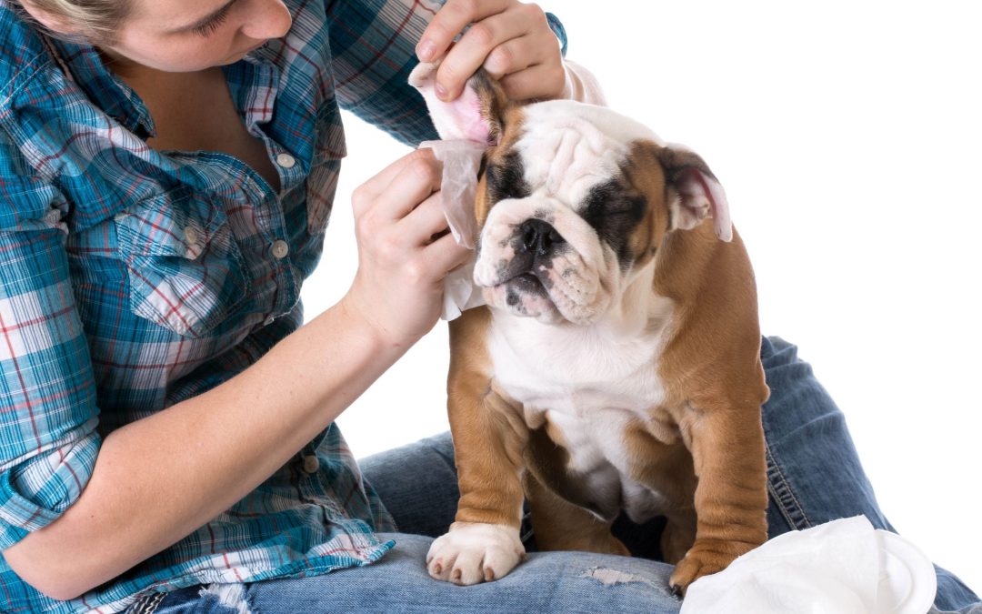 What is a Dog Ear Hematoma? (and why you should be concerned)