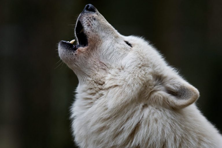 Why Do Dogs Howl To Music? (hint the answer is buried in history)