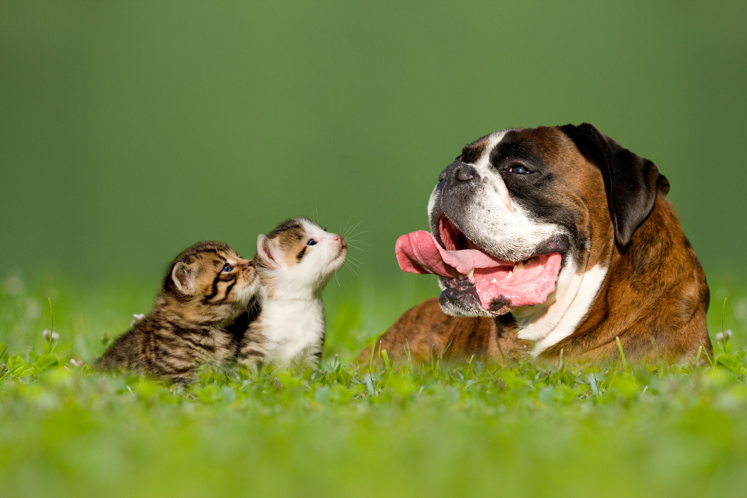 How to Introduce Cats and Dogs