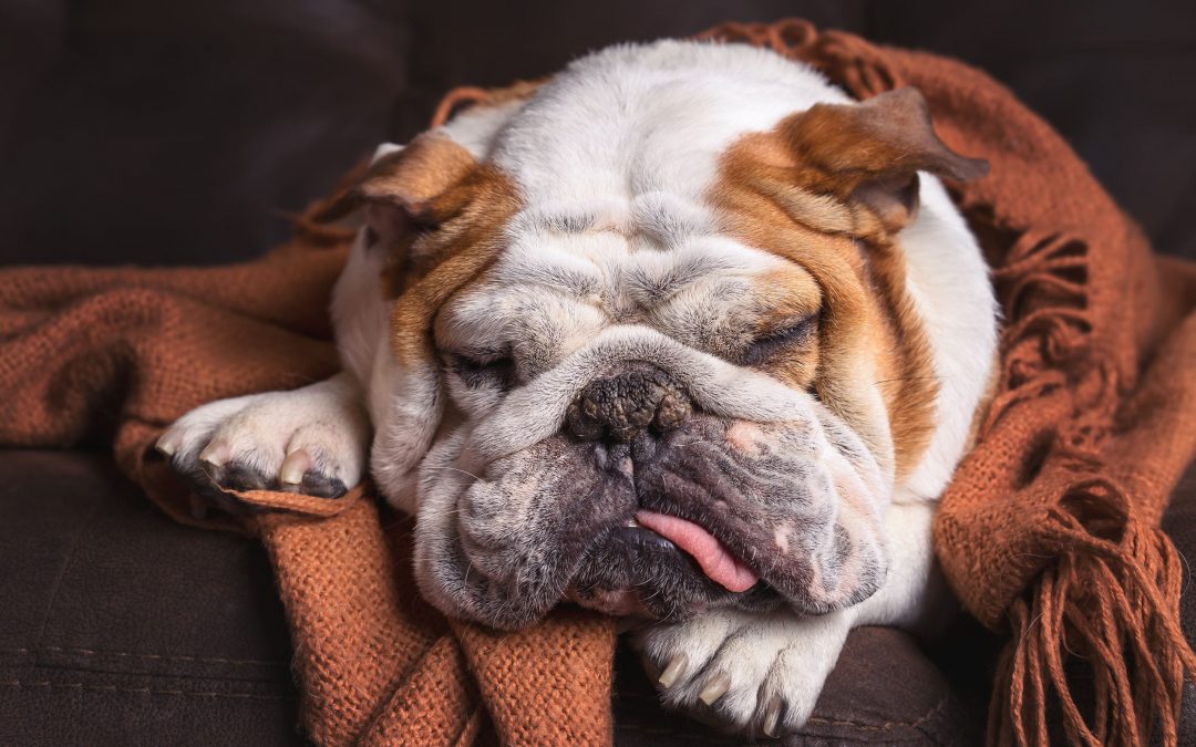 Dyspnea in Dogs: Vital Information to Protect Your Pup