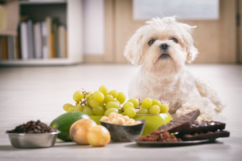 Human Food For Dogs Can Dogs Eat Grapes A Must Read 