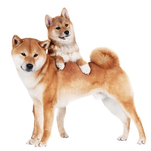 Shiba Inu Dr Marty Pets