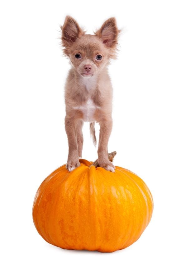 Pumpkin Treats | Dr Marty