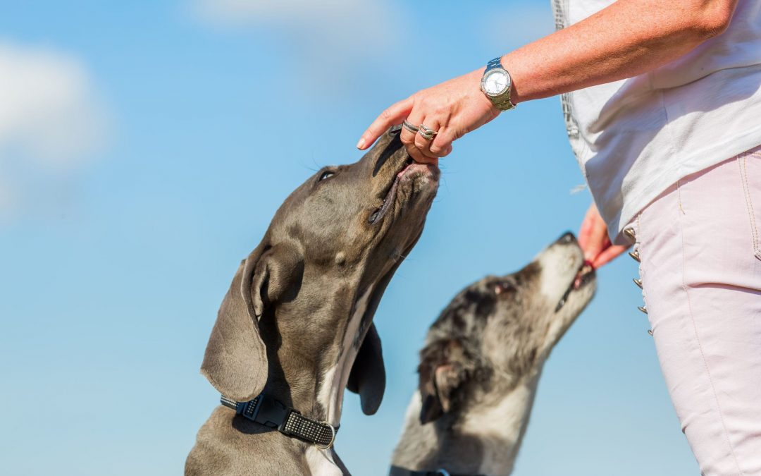Dog Treat Recipe: DIY Chicken Jerky