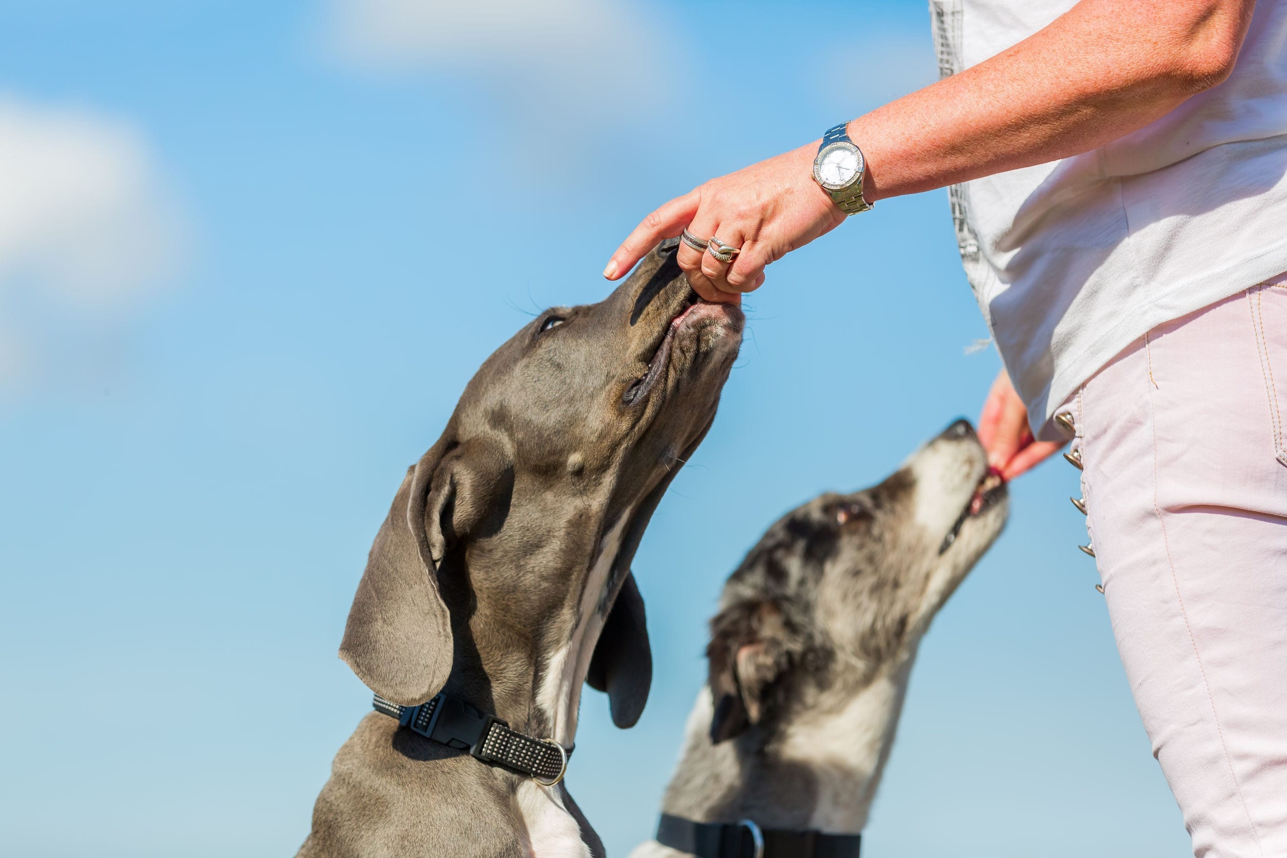 Dog Treat Recipe: DIY Chicken Jerky