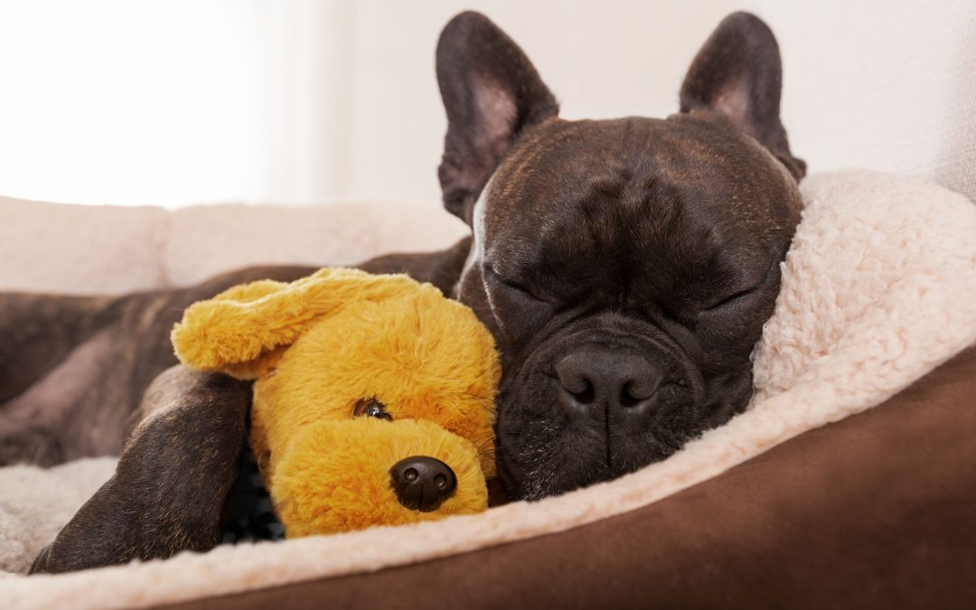 Recognizing Pancreas Problems & Issues in Dogs