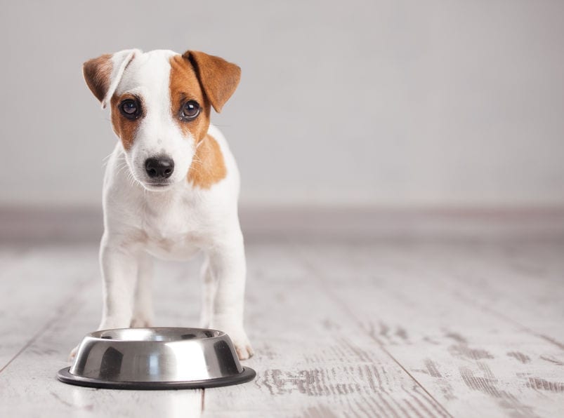 No More Bland Meals: DIY Dog Food Recipes