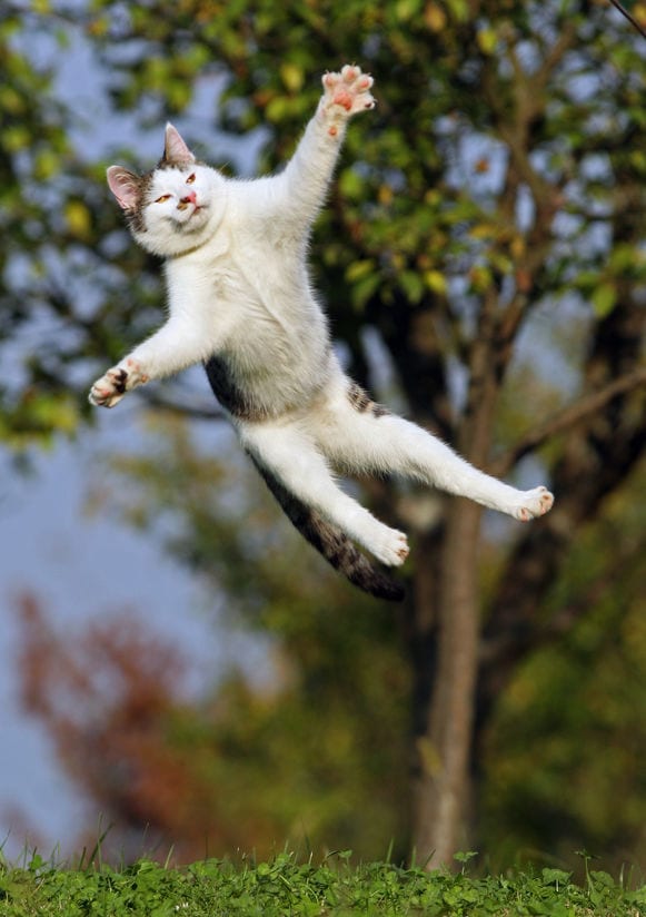 Falling Cat! How Cats Jump and Defy Gravity Dr. Marty Pets