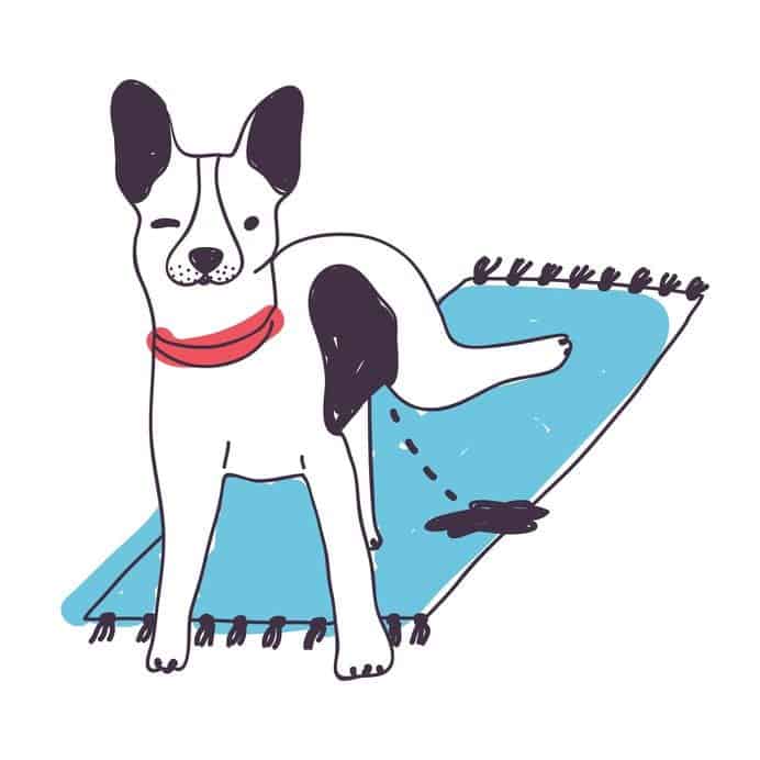 How to Stop a Dog Peeing on Carpet Dr. Marty Pets
