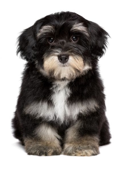 What is a Puppy Cut and Why Is It So Popular? - Dr. Marty Pets