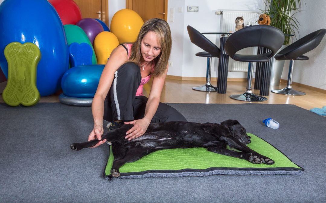 Dog Muscle Spasms – Causes and How to Help