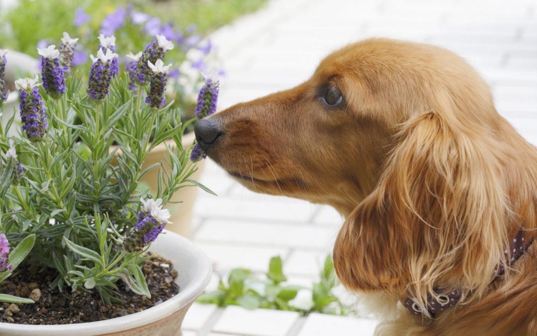 Essential Oil for Dogs