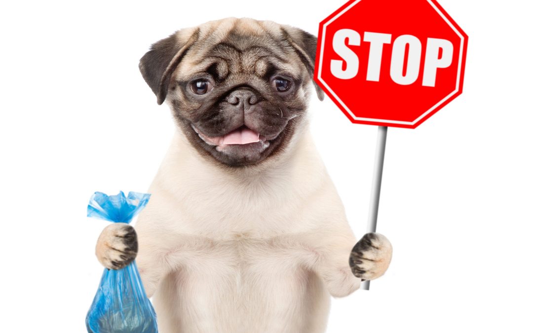 Why Is My Dog’s Poop Black?