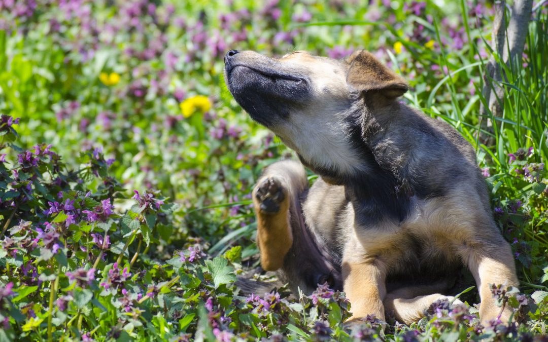 Dog Hives – Causes, Symptoms, and Treatment