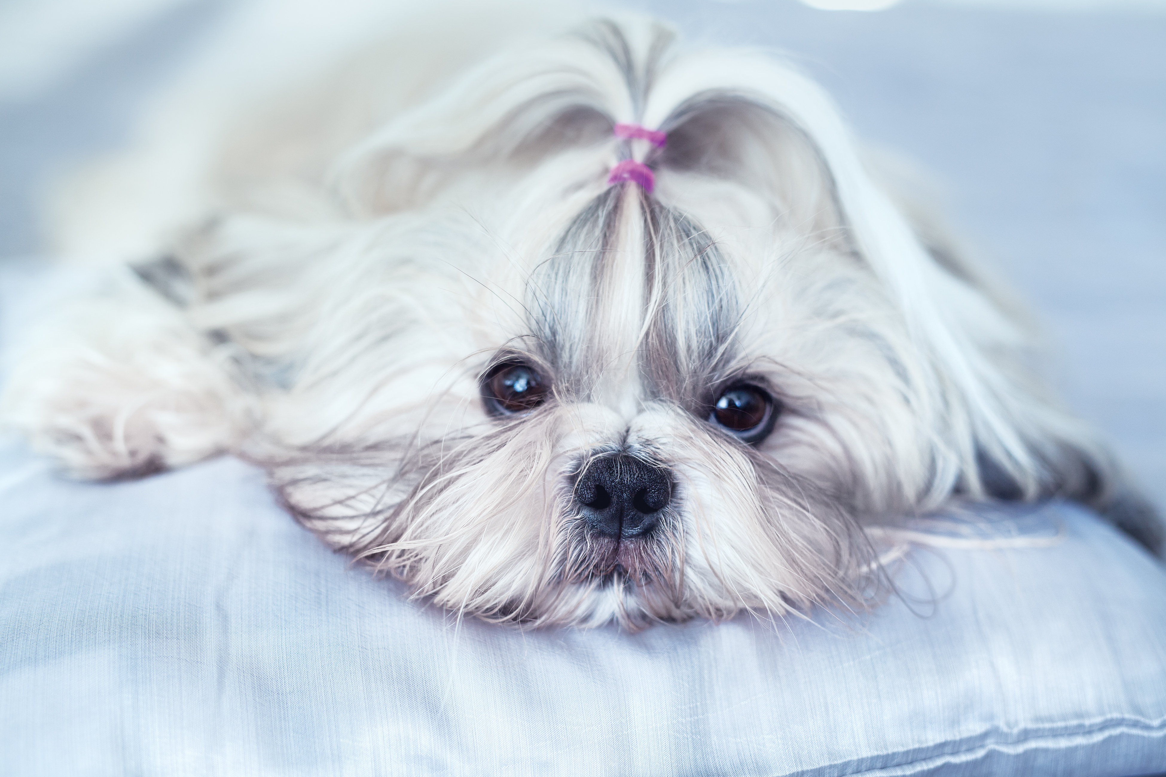 How Often Do Shih Tzus Go In Heat How Often Do Shih Tzus Go In Heat