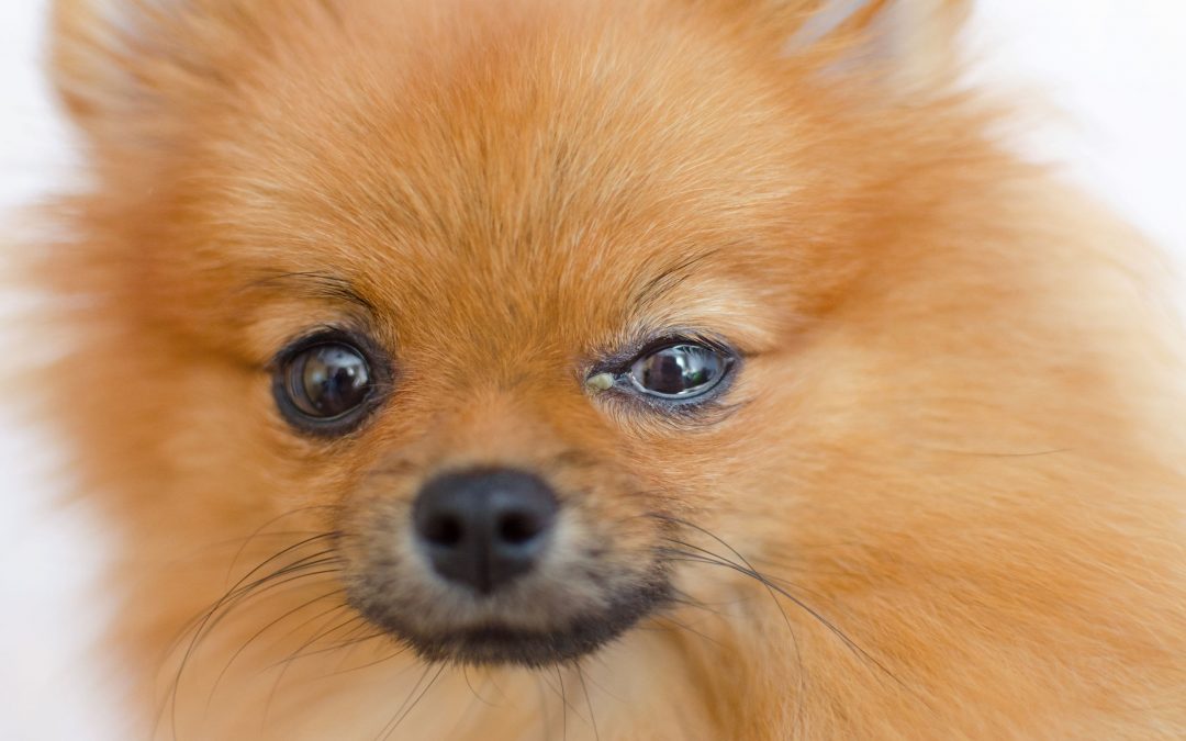 Dog Eye Infection – Common Questions Answered
