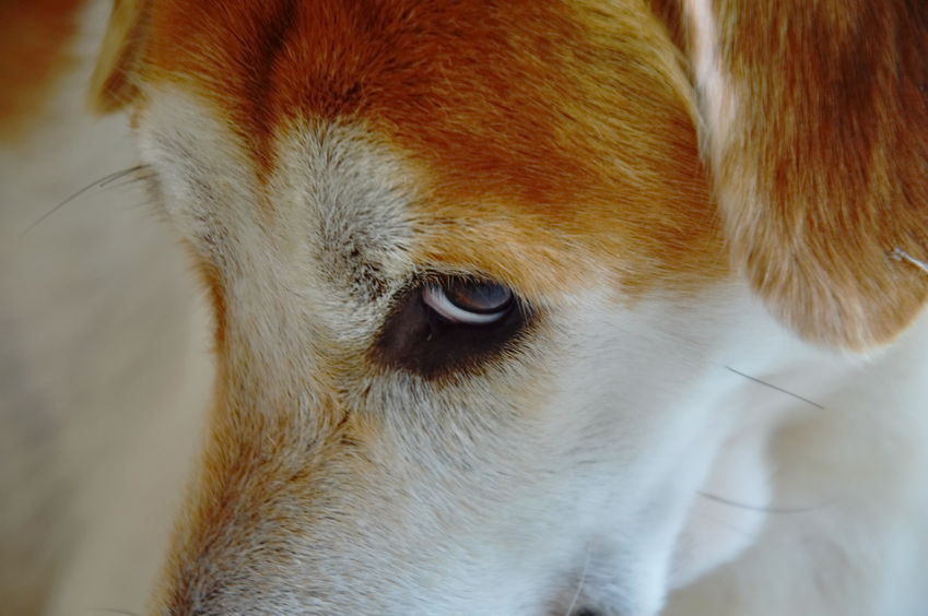 What is Whale Eye and What Does It Mean? Dr. Marty Pets