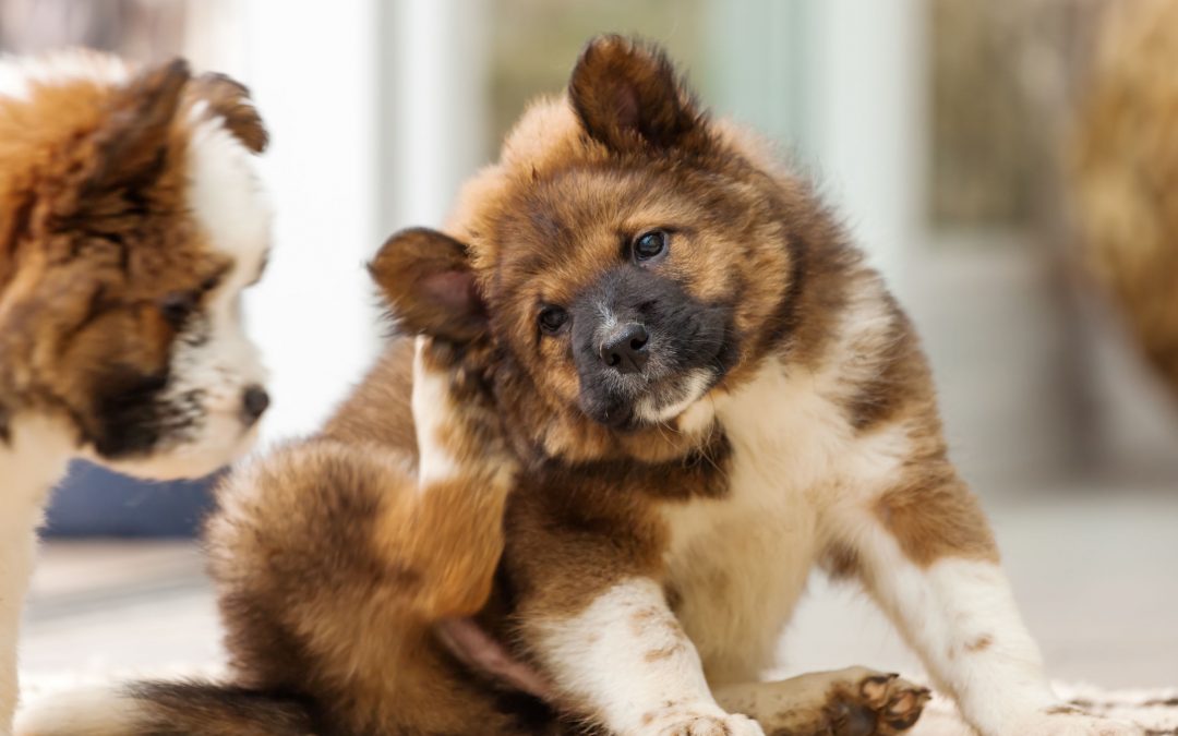Dog Dandruff – Causes and Treatments