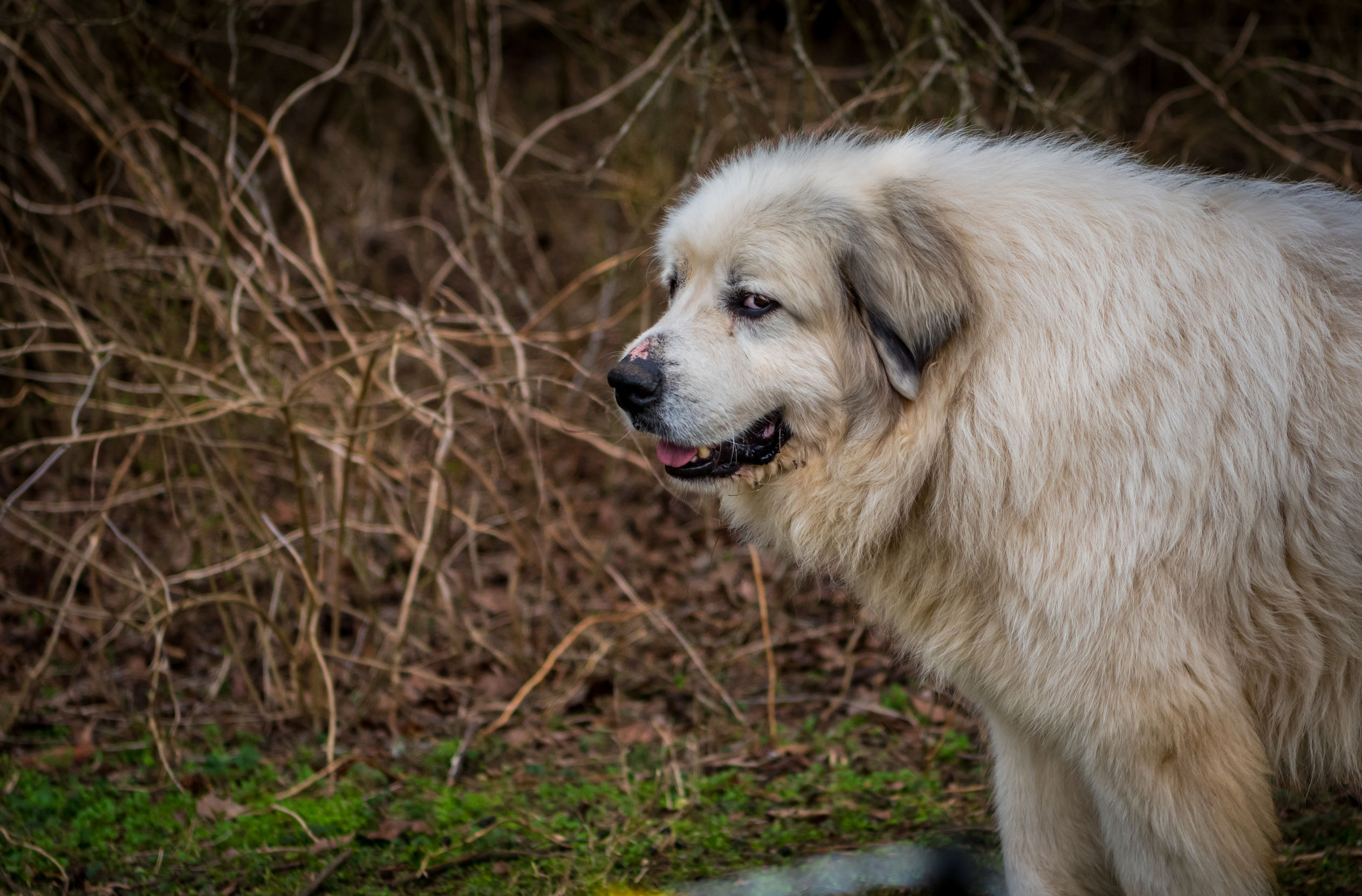 What is Whale Eye and What Does It Mean? Dr. Marty Pets