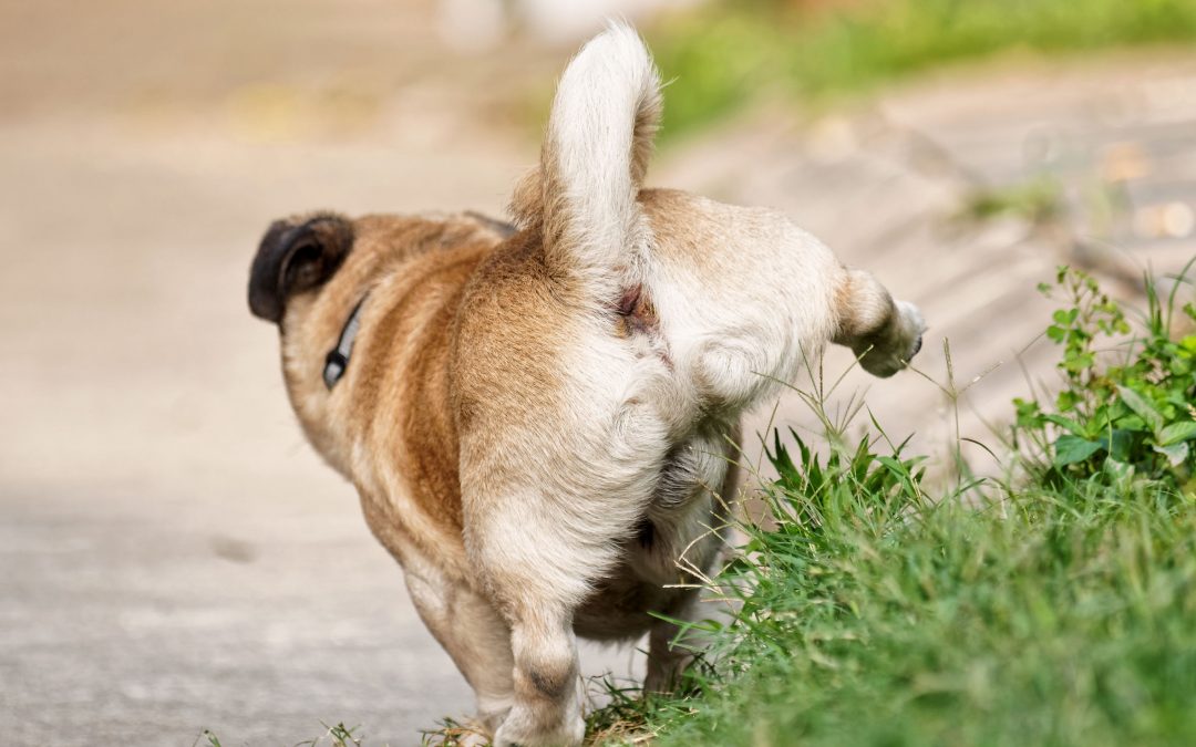 Is There Blood in My Dog’s Urine?
