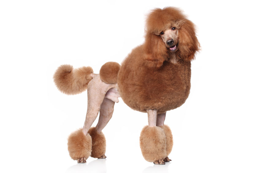 Poodle Temperament and Behavior – Facts for Pet Parents - Dr. Marty Pets