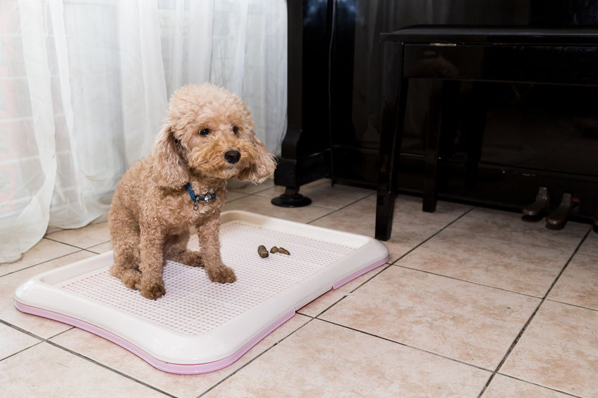 How Long Does It Take To Potty Train A Puppy? Dr. Marty Pets
