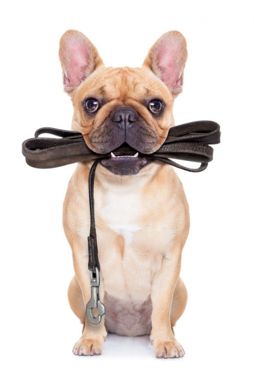 how-long-does-it-take-to-potty-train-a-puppy-dr-marty-pets