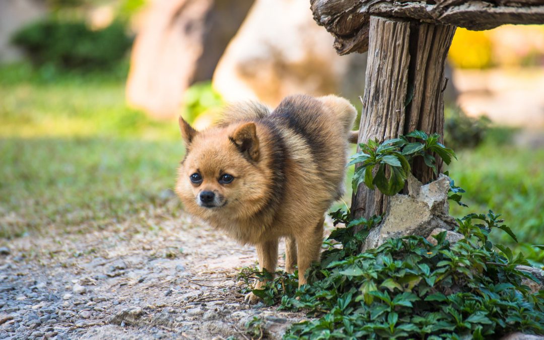 Reasons For Frequent Urination In Dogs