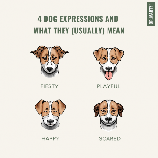 4 Canine Facial Expressions Dr. Marty Pets