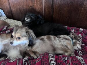 pro power plus dr marty