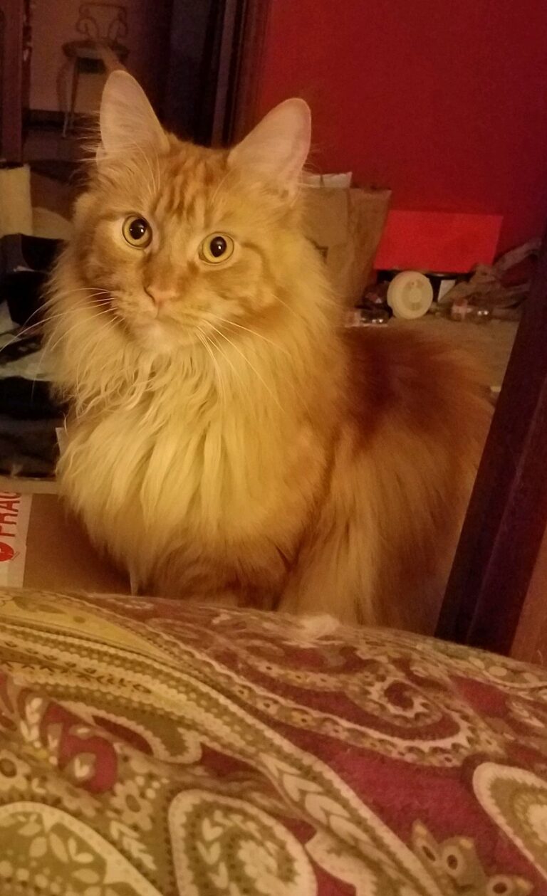 Feline Prime Adult Cat Digestive Supplement Dr Marty Cat Food